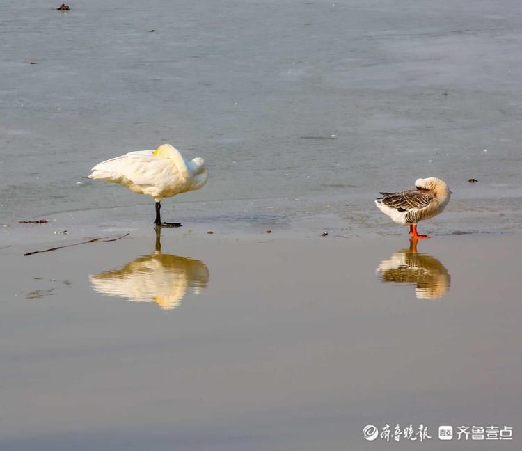 中年|鸿雁长什么样?冬日黄河沉砂池冰面上鸿雁嬉戏