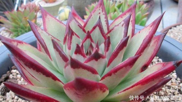 光照|怎么养护霸气侧漏的多肉乌木?需掌握3个要点!