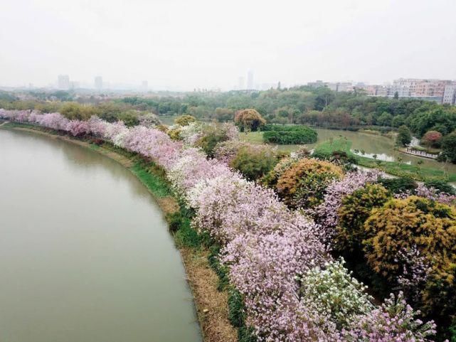 美哭啦！海珠湿地一河两岸花千树