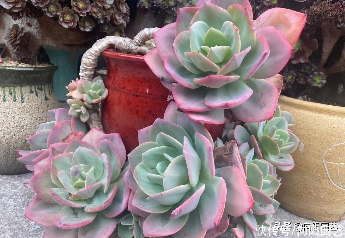 赤玉土|颗粒土养多肉，不积水，不闷根，放心浇水，怎么配置颗粒土？