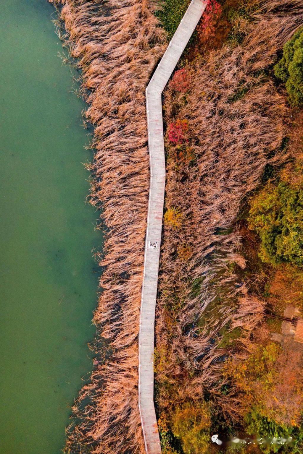 上图片取景|武汉冬景，才不是你想的那样！