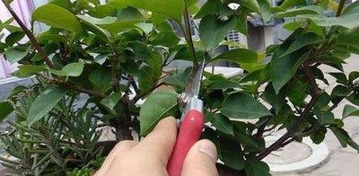 长寿|三角梅长寿花不开花?用点“小手段”,催出满盆花苞,就是欠修理