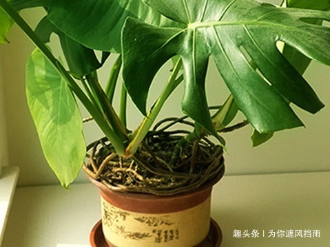 新房|这三种绿植新房必备,甲醛病菌全没了,守护健康无忧