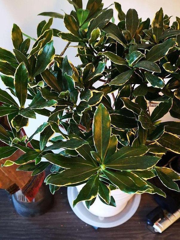 茉莉|养月季、茉莉不如盆栽金边瑞香，花期长、花朵多，花开满屋飘香