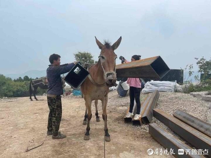 张五军|古老“马帮”穿行济南深山，车轮去不了的地方是他们的主场