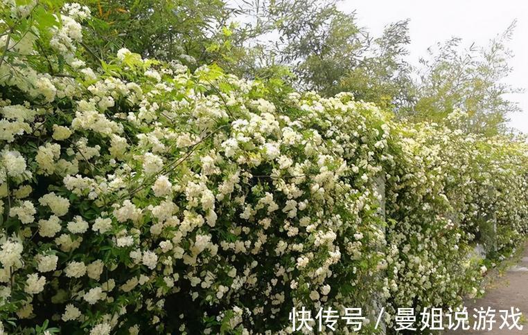 有院子就养木香花吧!繁殖能力超强,开花美又多、香味浓