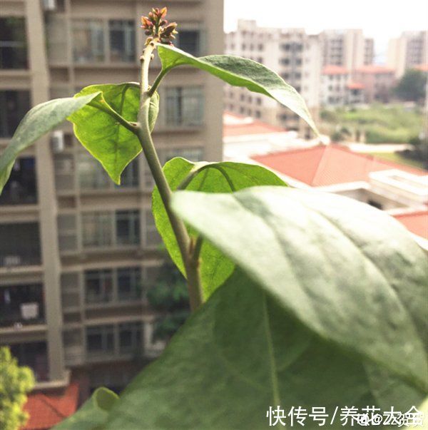 月季|8种花，现在快施肥，秋天开出满树花