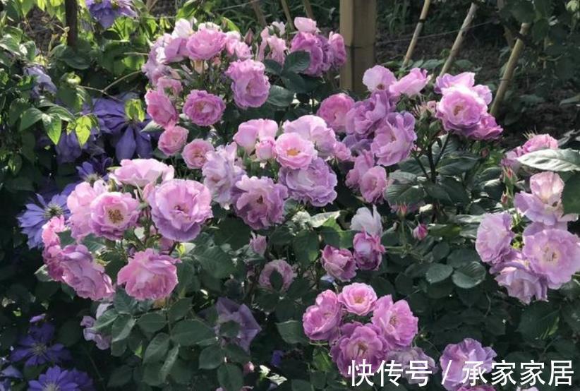 皮实|适合新手的6种漂亮花，号称“开花机器”，养一盆多季节有花赏