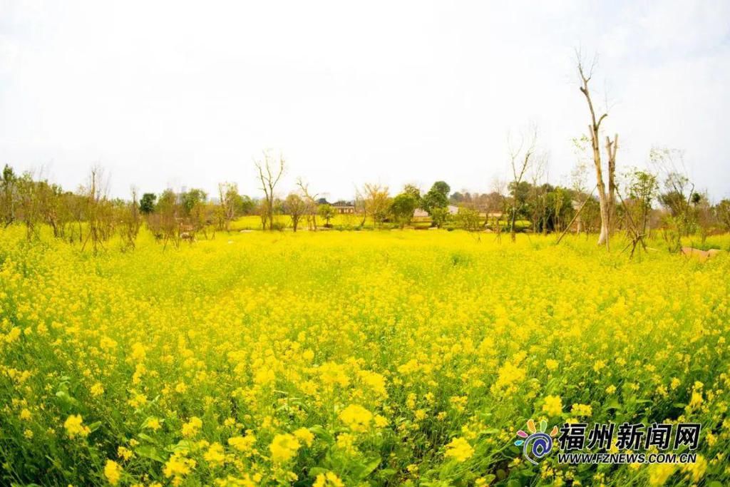 老年|假期余额不足，快去赏花！（附攻略）