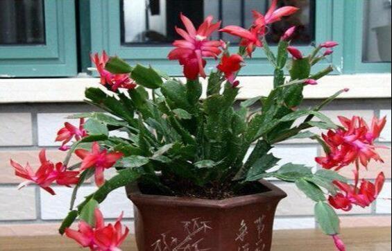 养花的秘密小盆养好花,大盆养死花,知道为什么吗