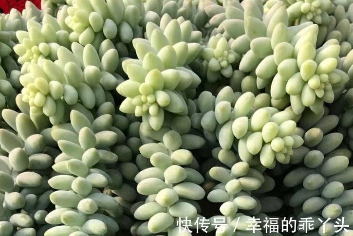 多肉这辈子一定要养的品种，你值得为它倾心