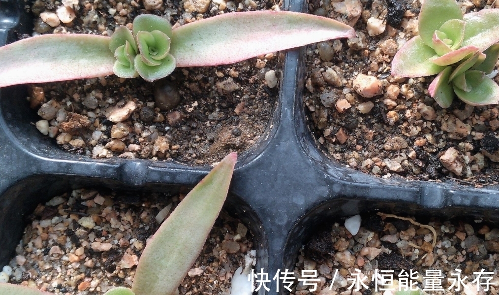 火祭繁殖生长记录,内有干货