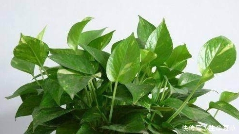 养花的注意了:绿萝千万不能放这2个地方,不然很容易枯萎