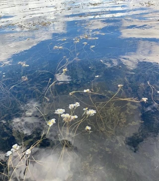 min刷屏的泸沽湖水性杨花，不仅好看，还特别好吃