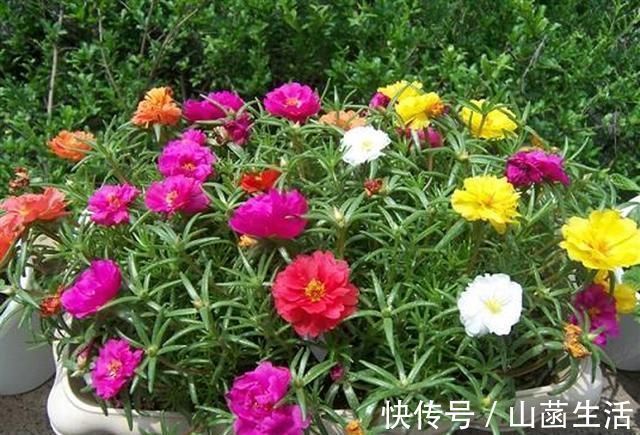 不死花|一种不死花,开花300天,枝条剁成段,复制一百盆