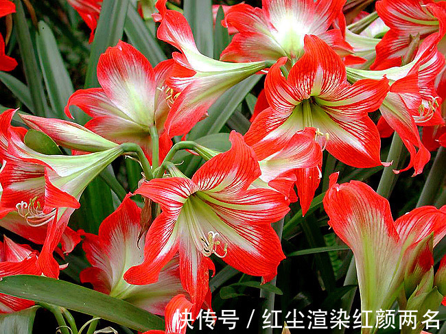 此花花香沁人心脾,花色鲜如血妩媚艳丽,寓意着爱的忠贞和浪漫