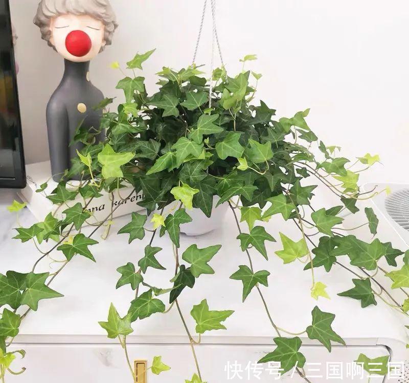 8种花“作用大”,香气满屋能泡茶,你养着花漂亮,花养着你健康