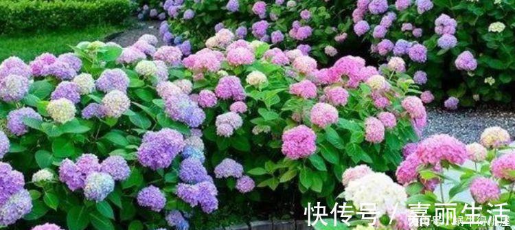 香水|4种花漂亮又好养，比牡丹好看，比吊兰好养，好看极了