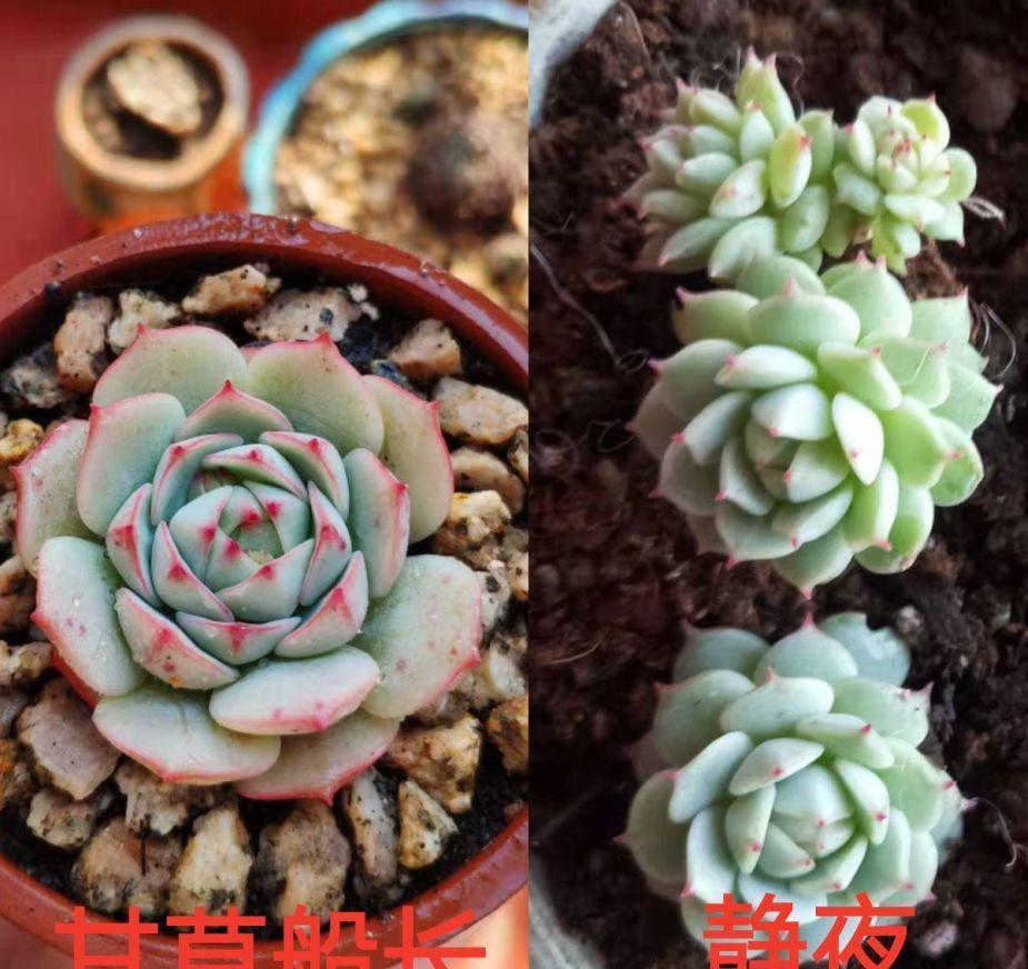 他家养的多肉盆栽，一棵能冒8个头，半年疯长100盆绿植