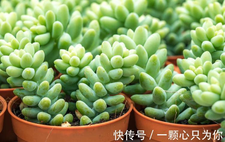 养花干货第六期,8个坏习惯会让你成为花卉杀手,你占几个