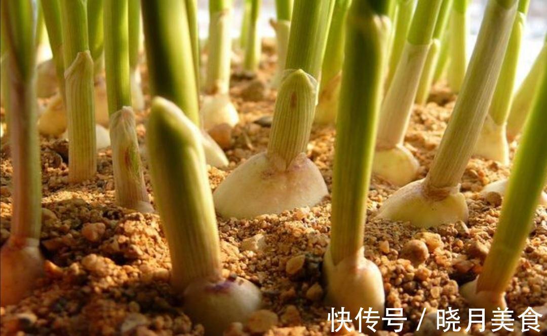 7种“蔬菜”冬天种，0度冻不死，吃一茬冒一茬，连续吃半年