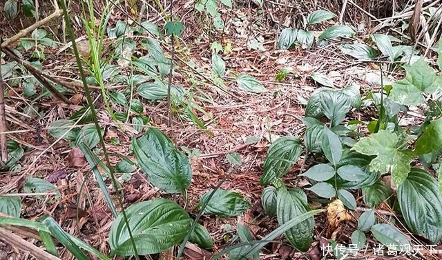 长在河边无人识,根却极为珍贵,人称“水三七”,别忽视