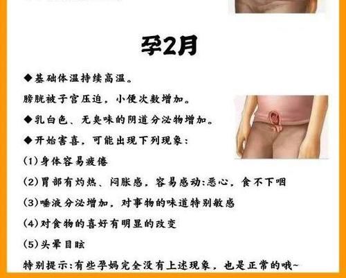 怀孕期间宝宝的成长变化以及注意事项