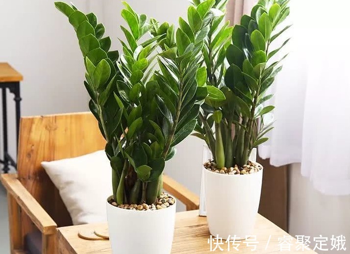 金钱树|这三种花草不适合在阳台养,它们惧怕阳光,可千万别大意了