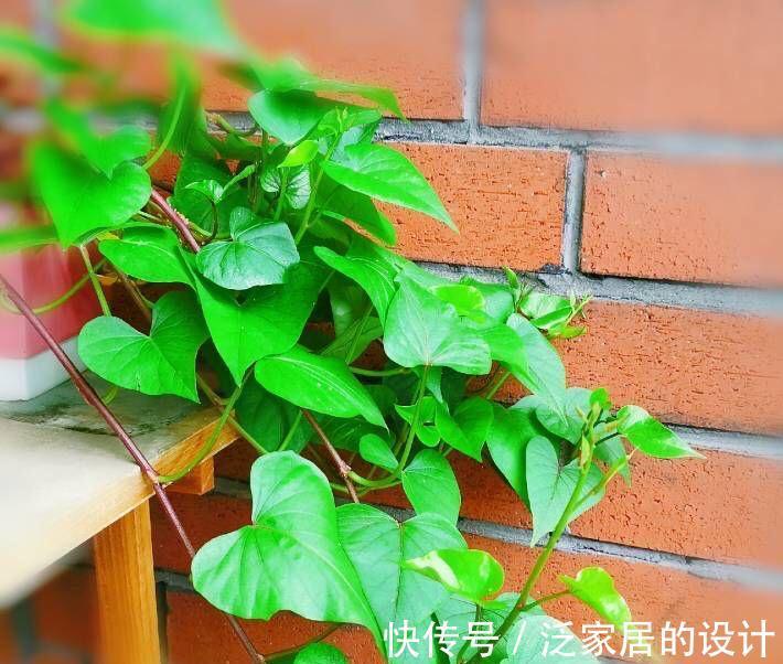 红薯还能这样玩,简单好养,一个月变盆景,生机盎然