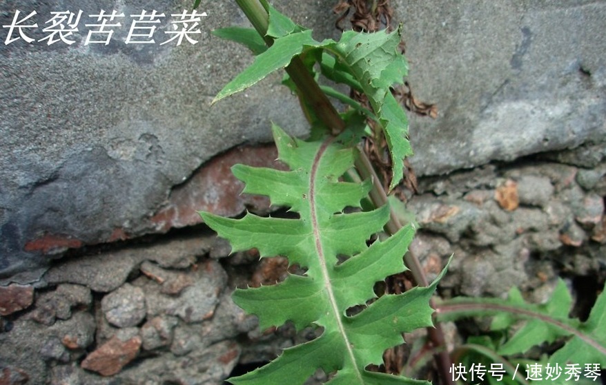 野生苦菜知多少，看图识苦菜