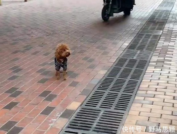 撞衫|双胞胎遛弯偶遇泰迪，“撞衫”场面太搞笑了，宝宝：好像哪里不对