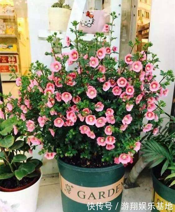 有机肥料|花卉里也有“劳模”,3种一年开到头,第2种还能养成“棒棒糖”