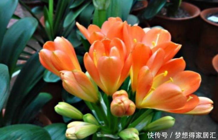 茬花|家庭常养4种花,养护简单,花朵漂亮,一茬茬花开不停!