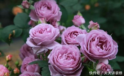 有个小院子,养些紫色的花,待“紫气东来”,浪漫又高级