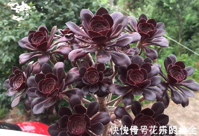 叶片|想把自己的法师多肉养成碗的形状？那必须得满足4个要求才行