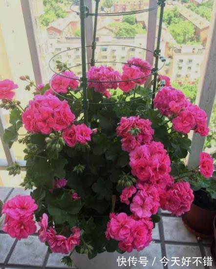 此款红花真喜庆,皮实好养爱开花,一开就是大半年,值得拥有