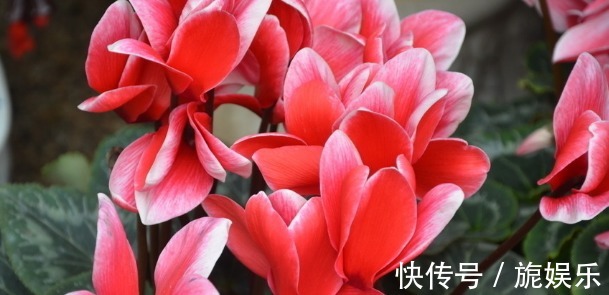 开花|浇水才能爆盆,这些花卉,浇水越多,开花就越旺,花朵美艳又迷人