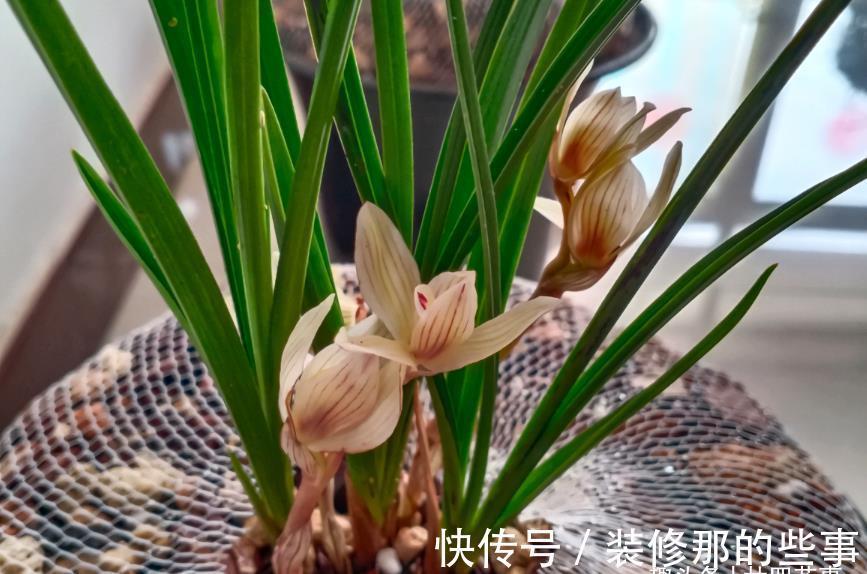 体检|6种情况，要给兰花翻盆，第1是“例行体检”，后2种建议忍耐一下