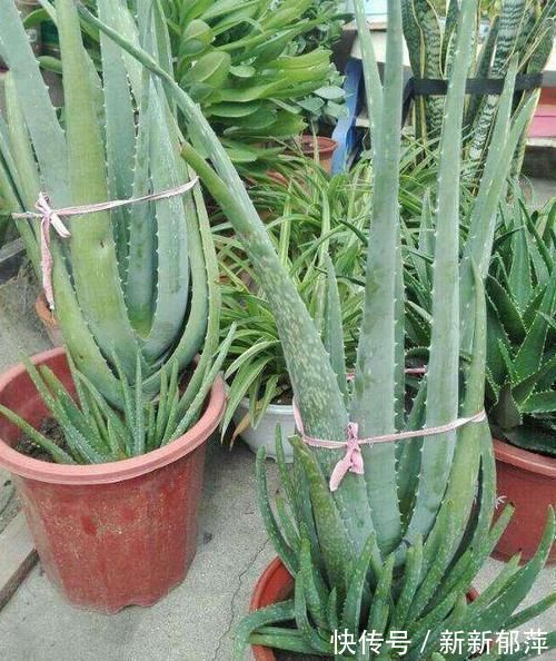 绿色植物|想要芦荟成老桩?知道这个妙招,叶片厚实肥美,几年就成树