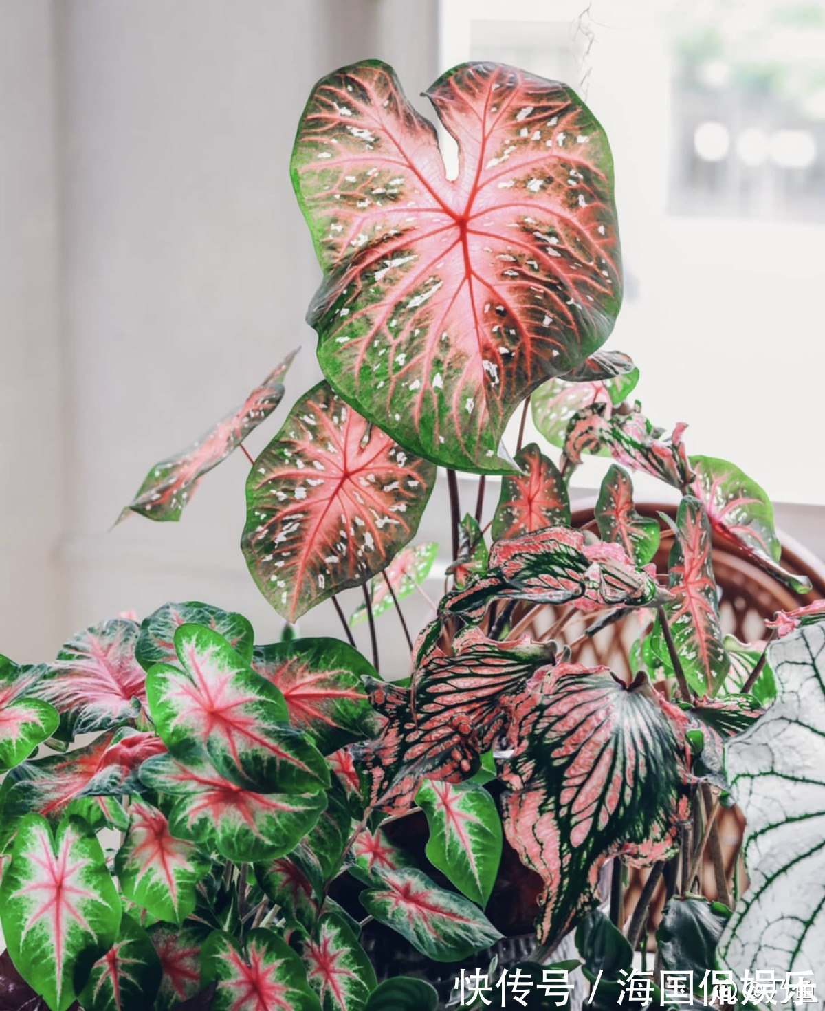 花花|家里光不好,就养10种耐阴绿植,叶子比花还要美