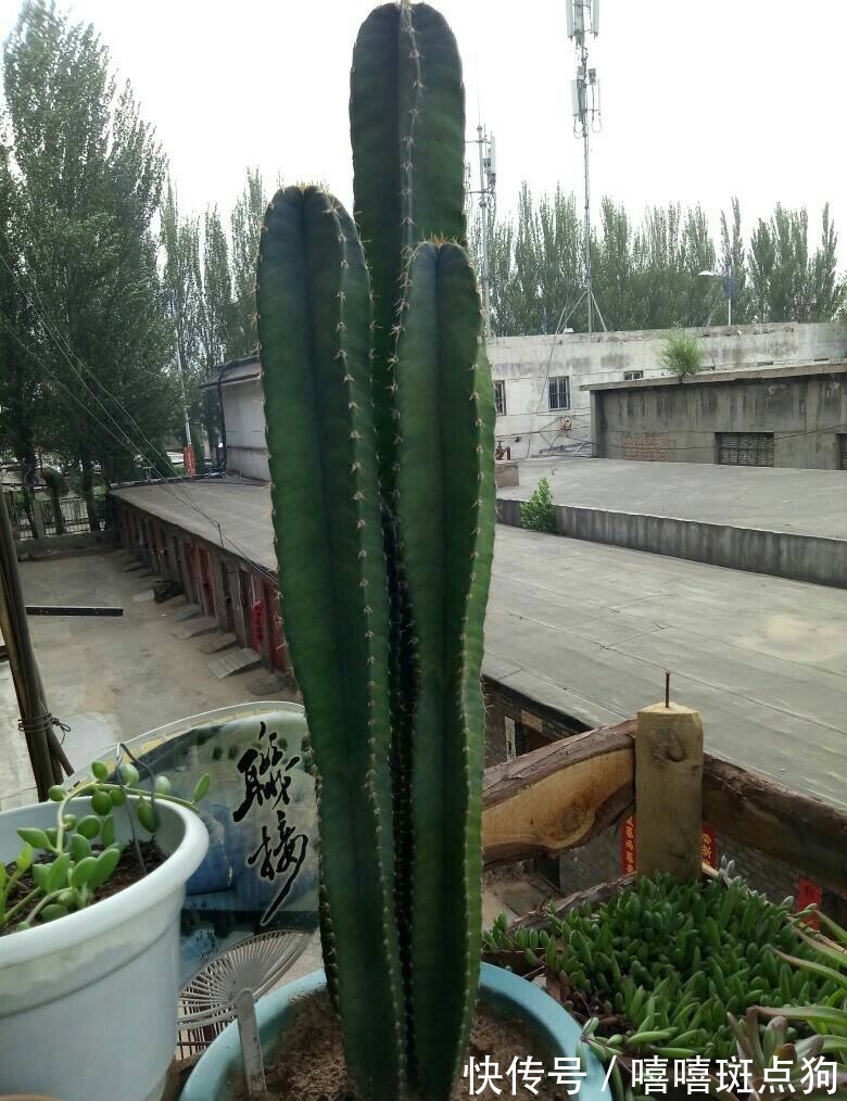 室内想养大盆镇宅花，建议从这10种里面选，听名字就很霸气