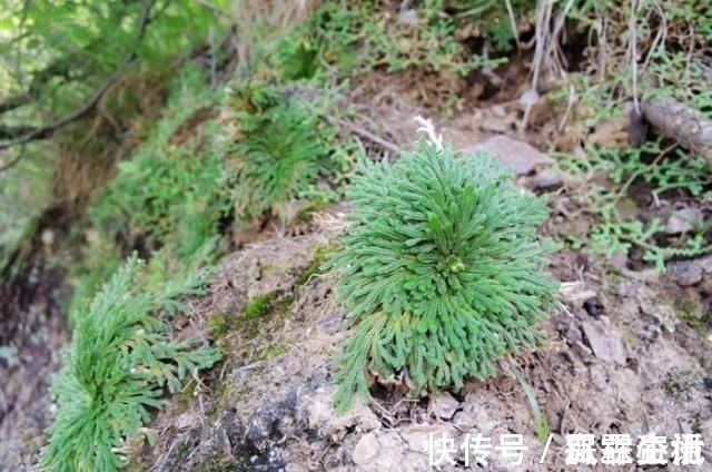 还魂草|山崖上一种草，被称“还魂草”，人人见了挖一株，说是很值钱！