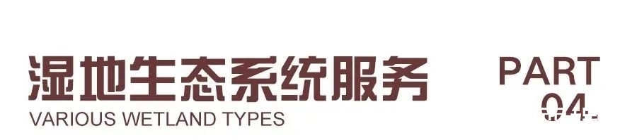 环境科学#好书·推荐 | 上海有哪些湿地?快跟着绘本涨知识