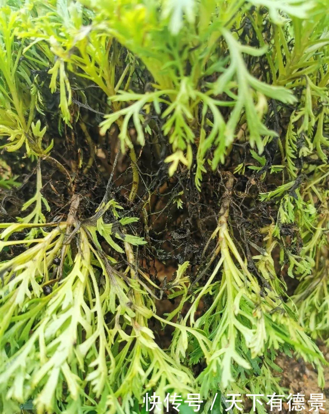 天晴|5种花最怕下雨,淋雨叶子长斑点,赶紧搬进屋