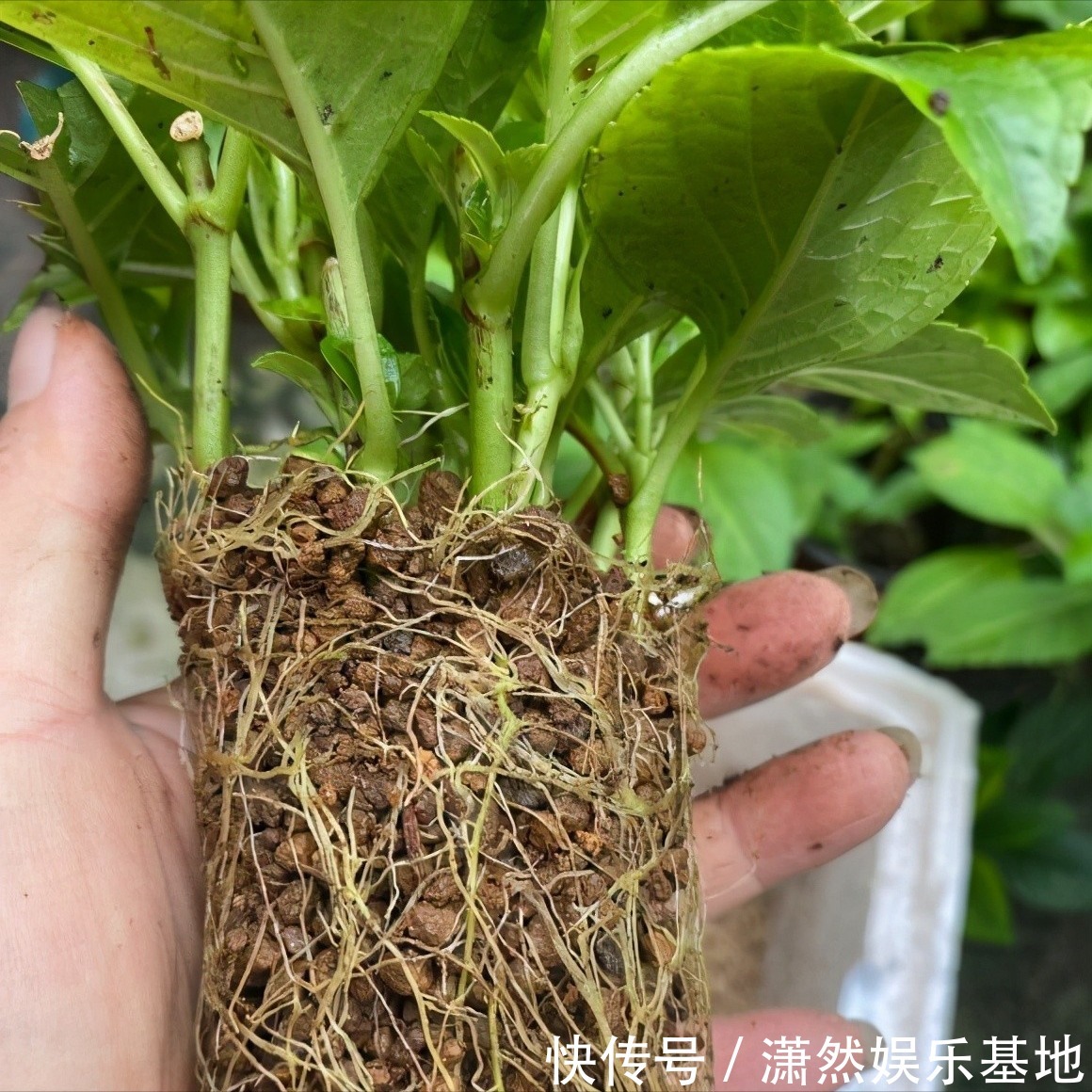 8种“漂亮花”,都可以扦插,剪个枝条就成活,省下很多钱