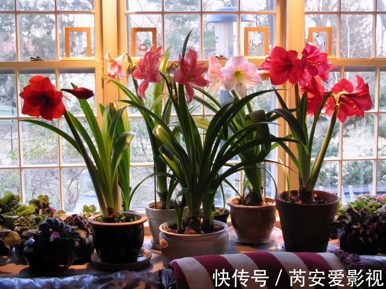 阳台上|5个位置,不能养花,养一盆死一盆,看看你中招没有