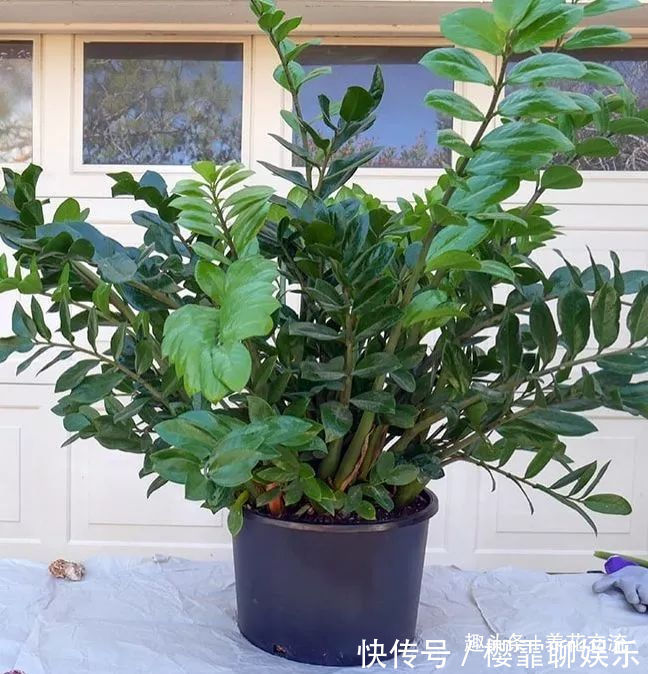 发财树|家里几种特耐旱的植物,整个冬天不用浇水也能存活