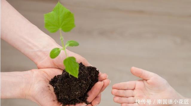 惹人爱|兰花养护全知道,一年四季绿油油,姿态优美惹人爱