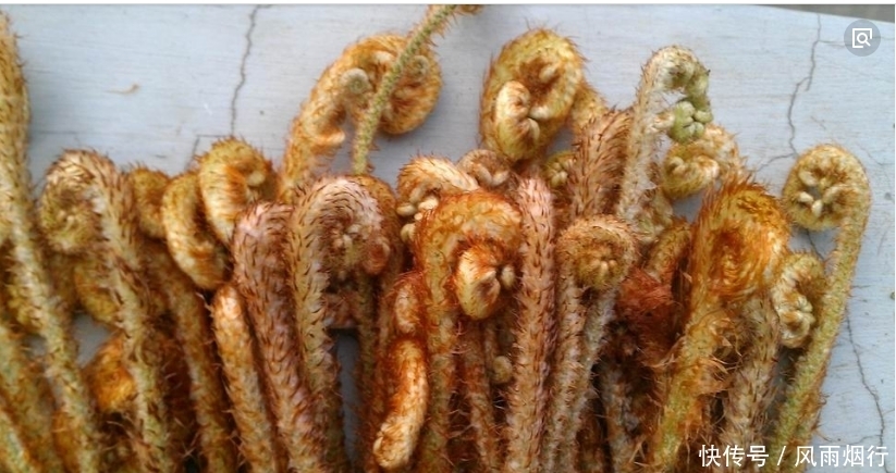 乙型脑炎|农村这些野菜比保健品都好，尤其第3种，不看永远不知道，