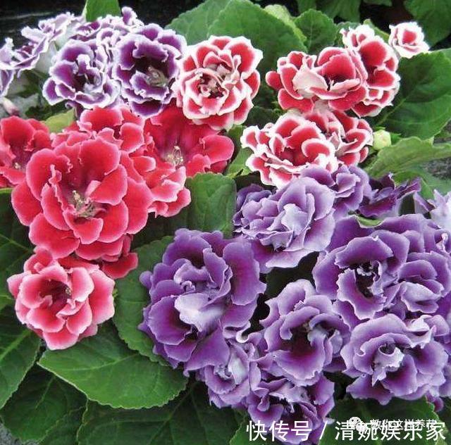 叶片|1种花超耐阴，一点散光就爆盆，花一开就是200多天！